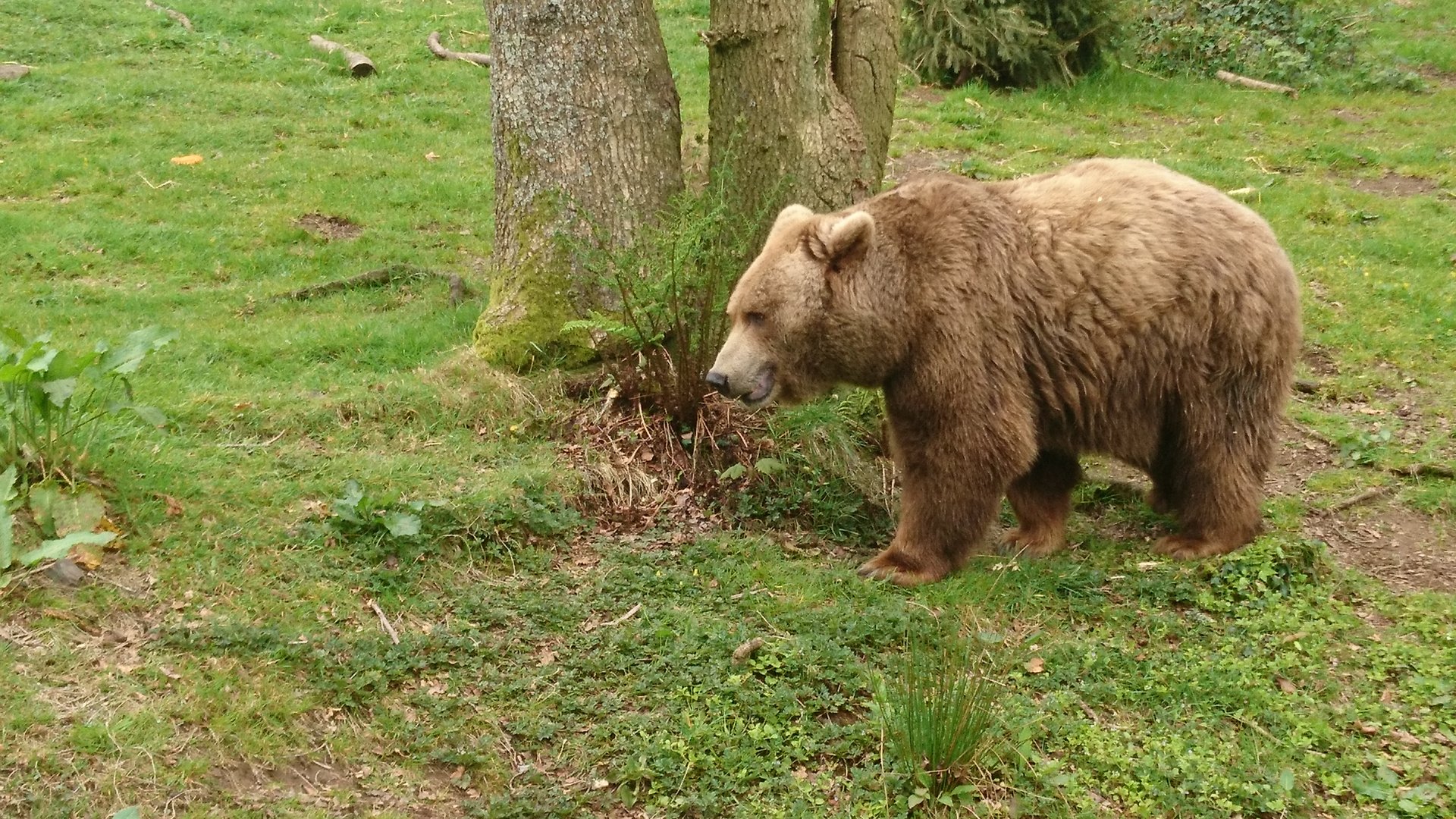 European Brown Bear