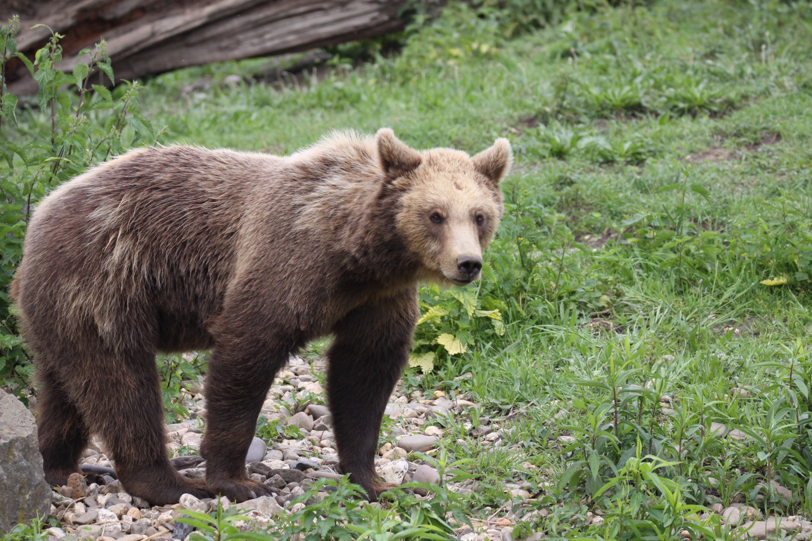 European brown bear