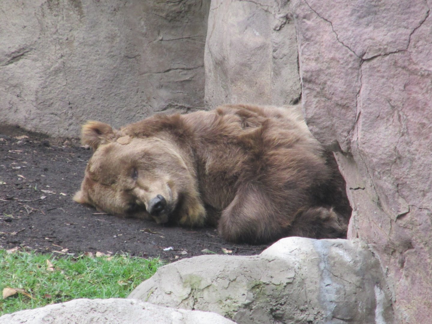 european brown bear