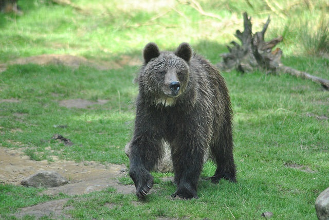 European brown bear