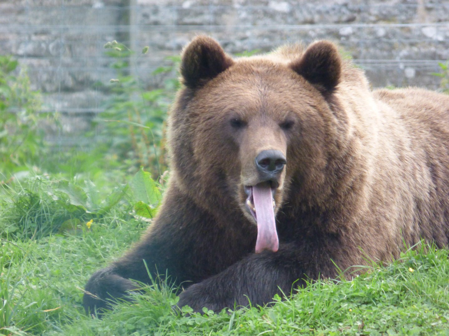 European Brown Bear