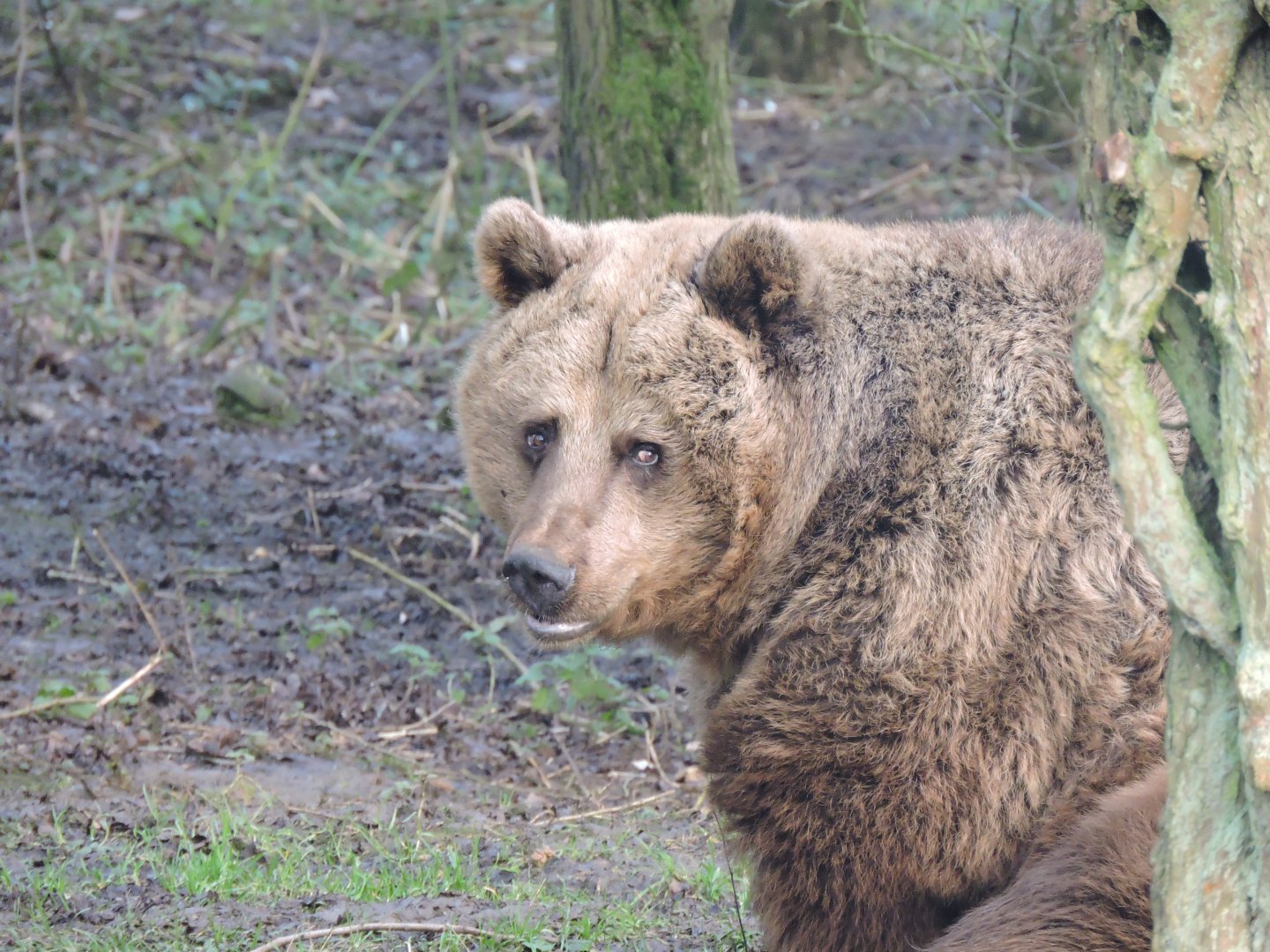 European Brown Bear