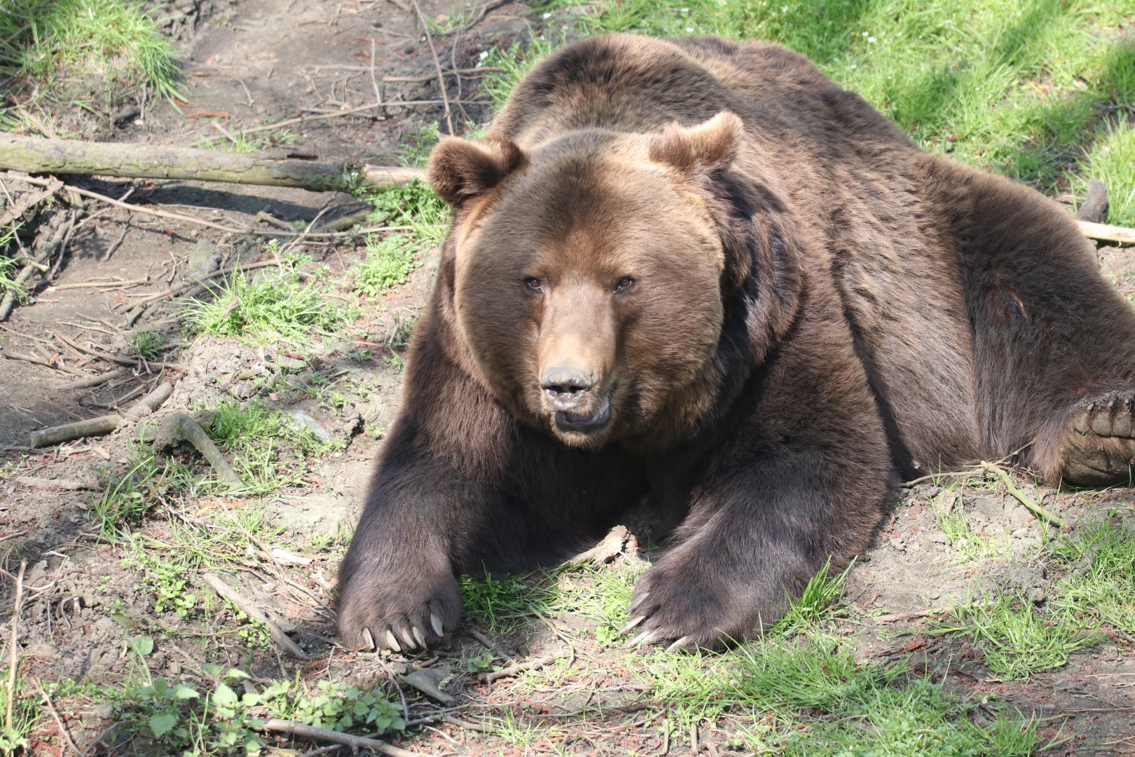 European brown bear