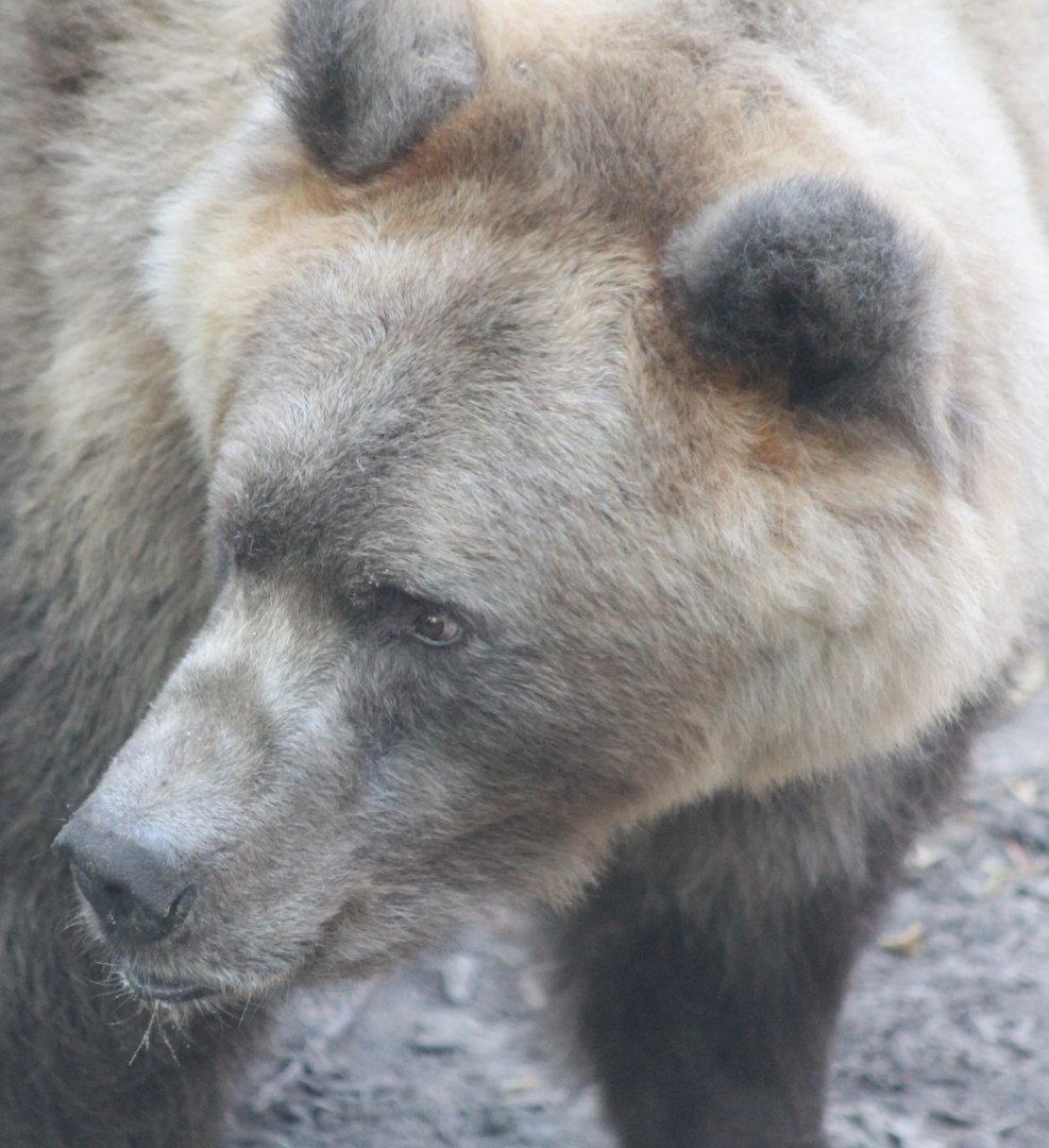 European brown bear
