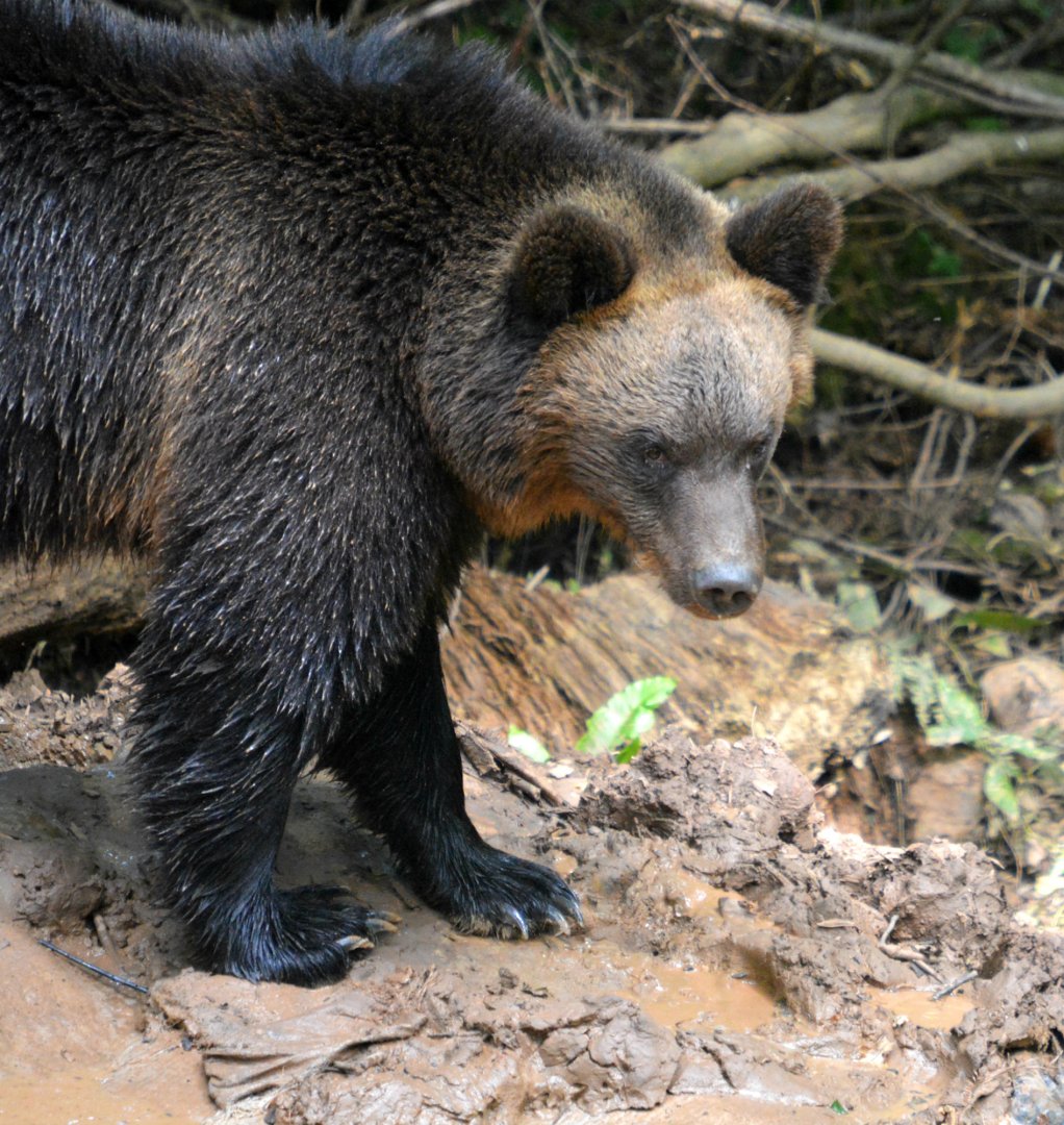 European Brown Bear