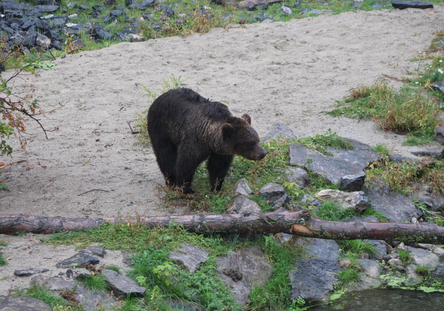 European brown bear