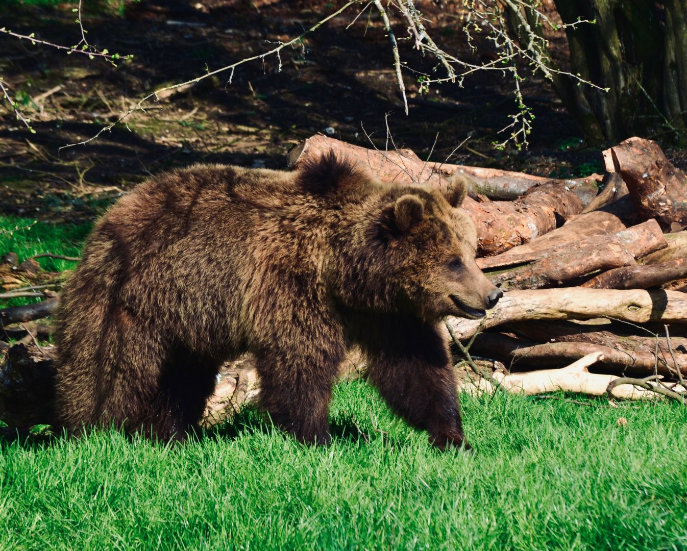 European Brown Bear
