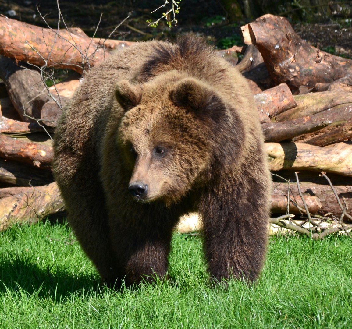European Brown Bear
