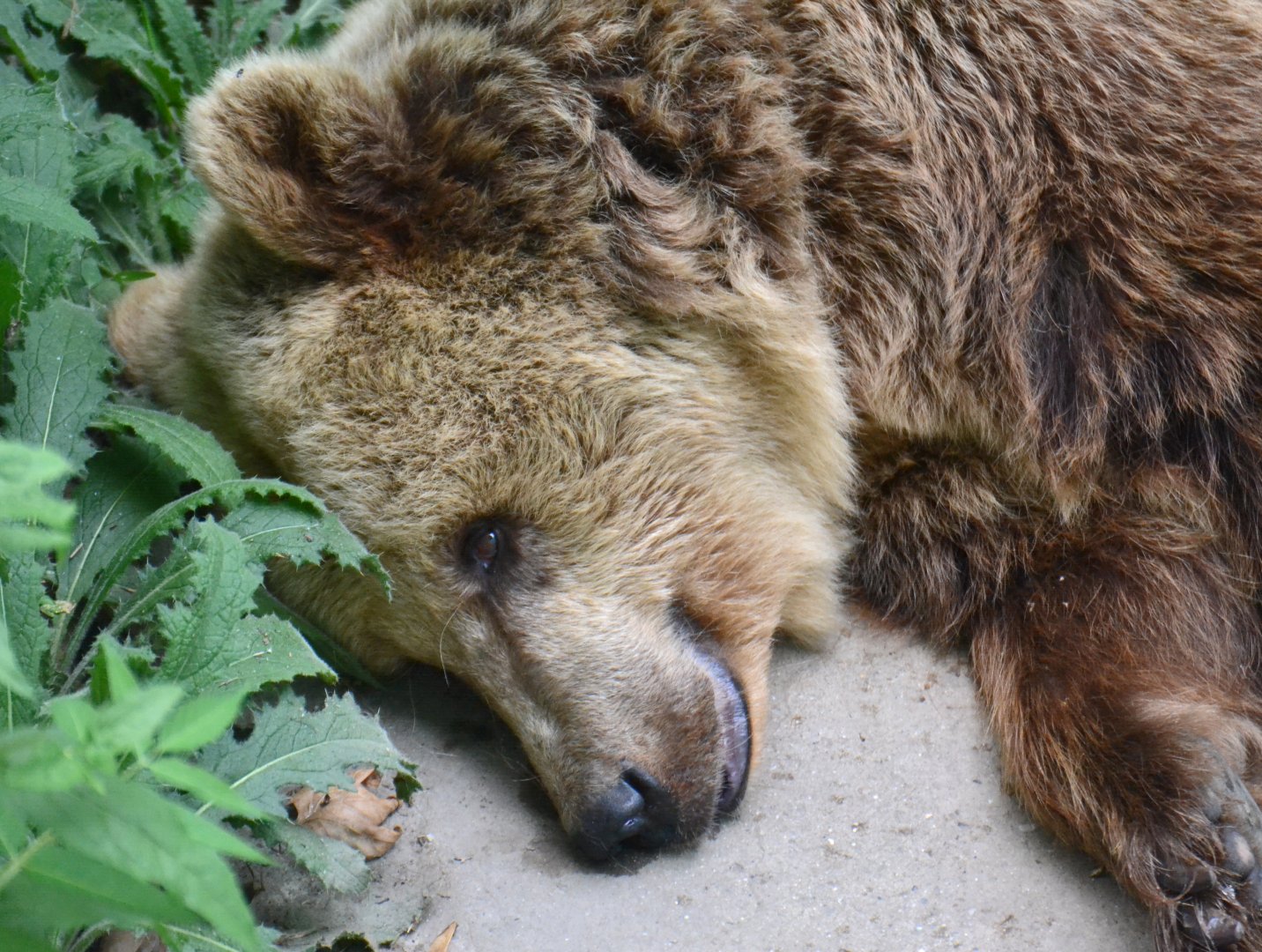 European brown bear