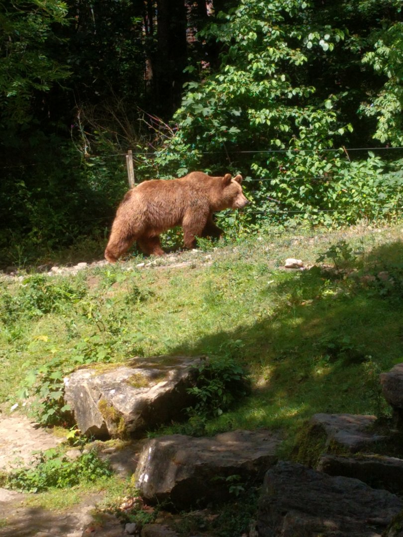 European Brown Bear