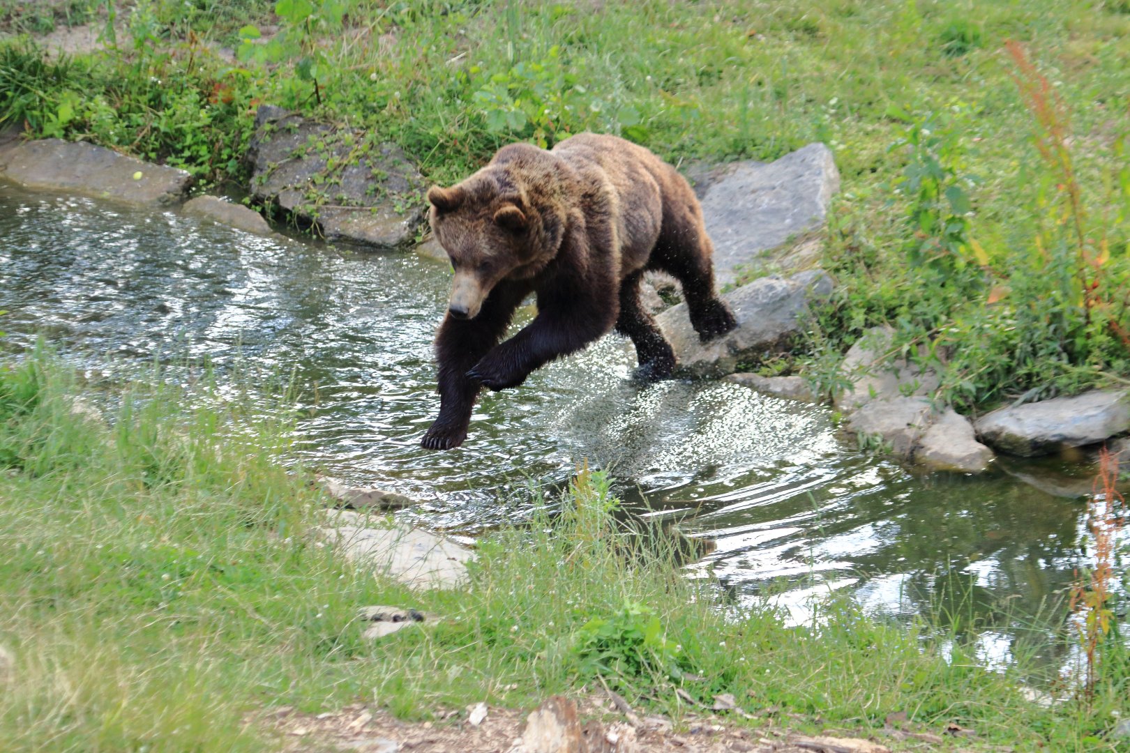 European brown bear