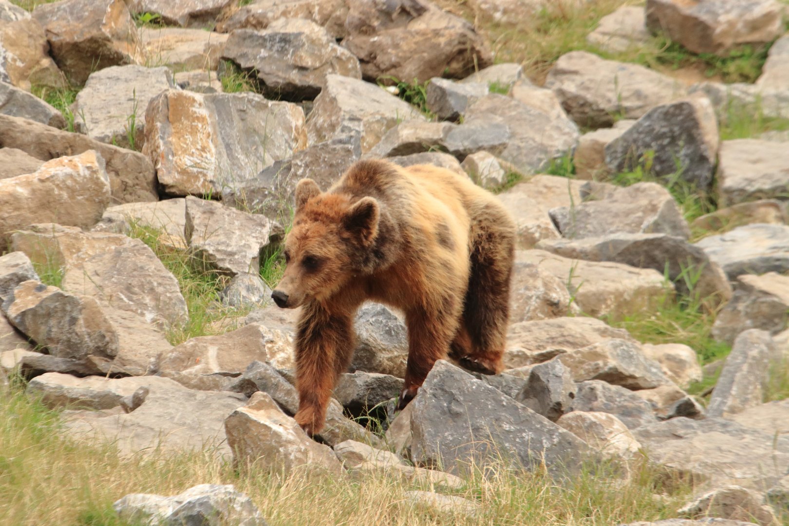 European brown bear