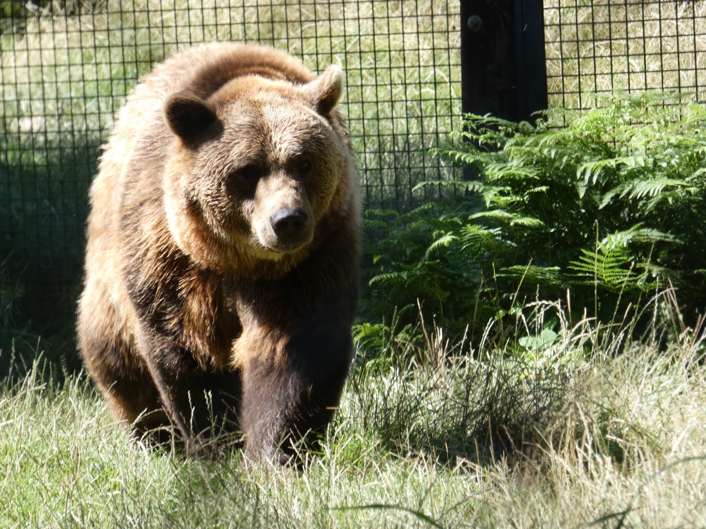 European Brown Bear