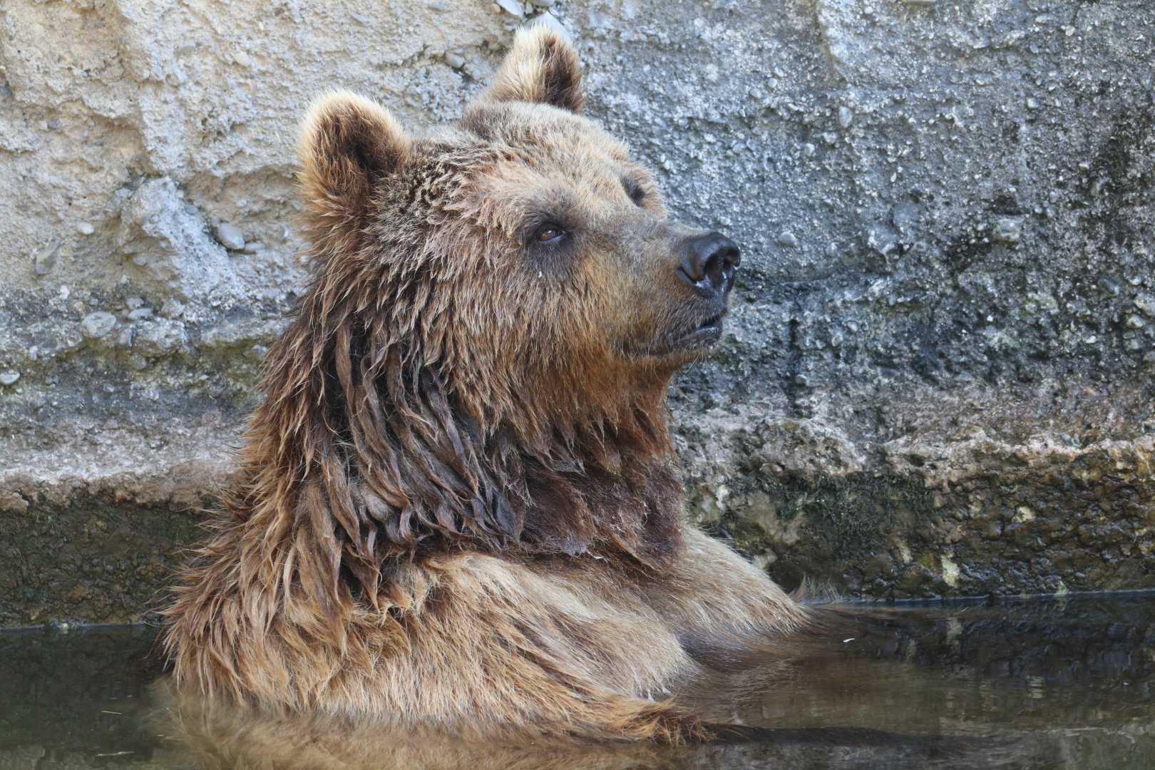 European brown bear