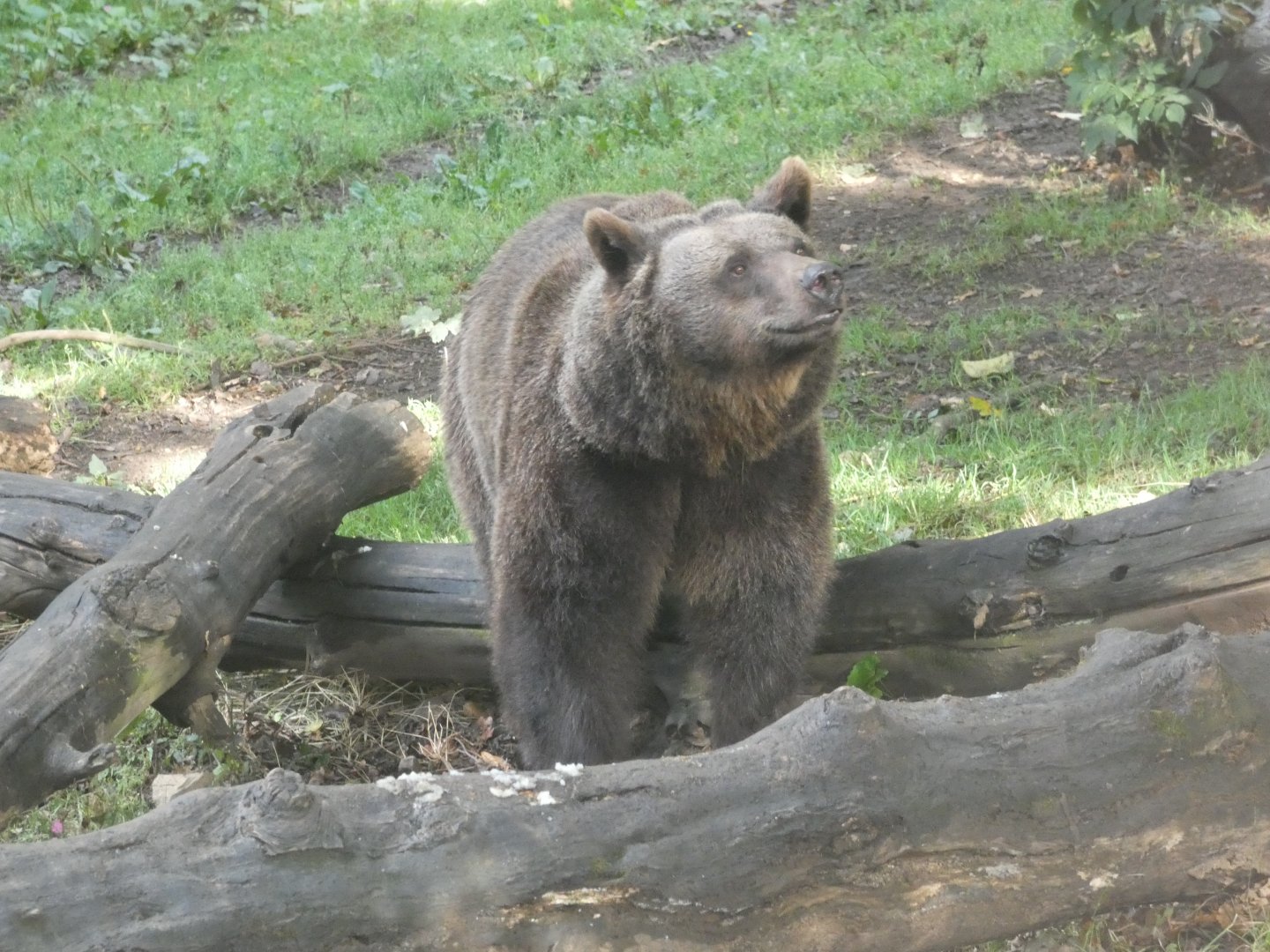 European Brown Bear