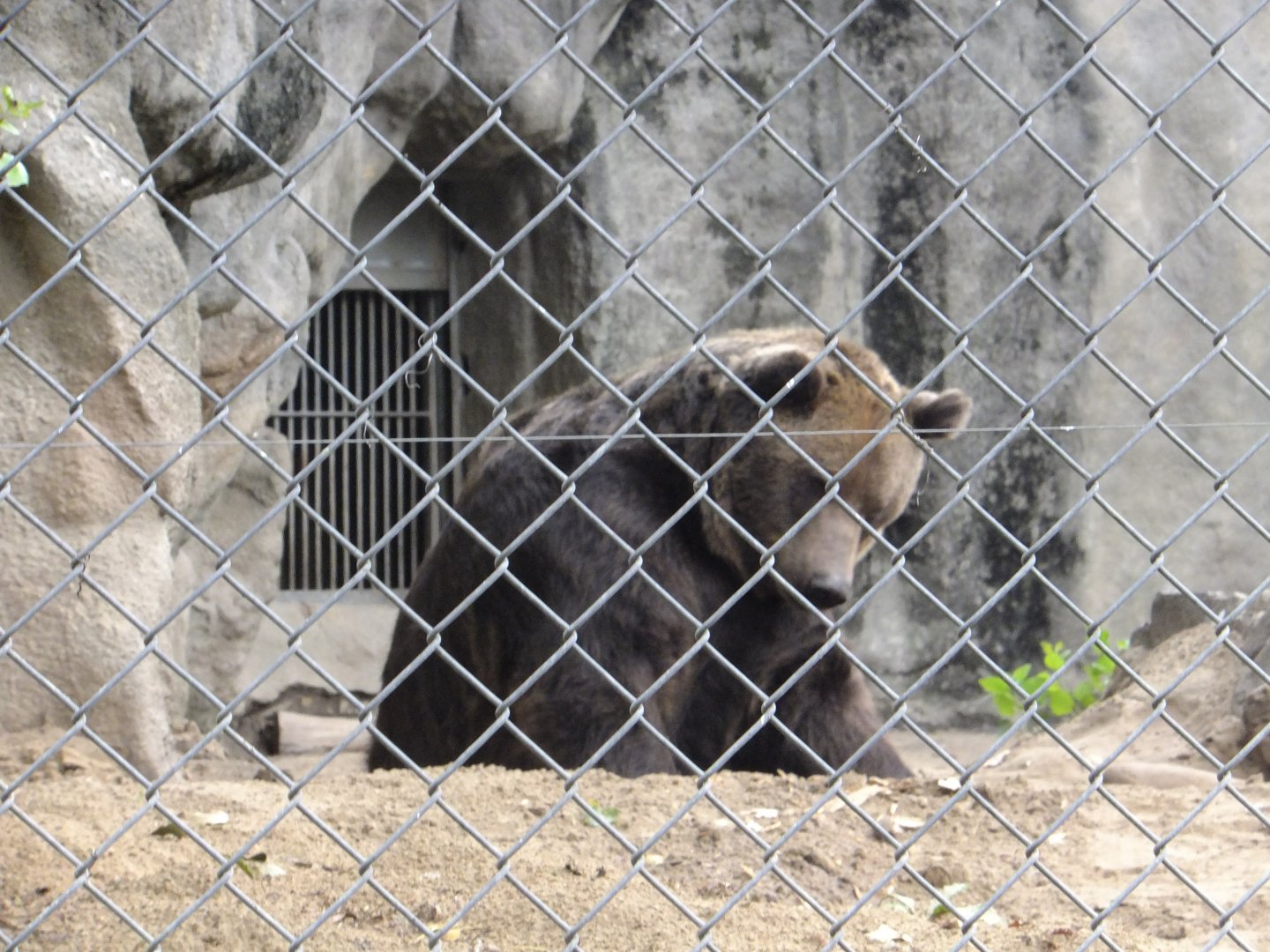 European brown bear