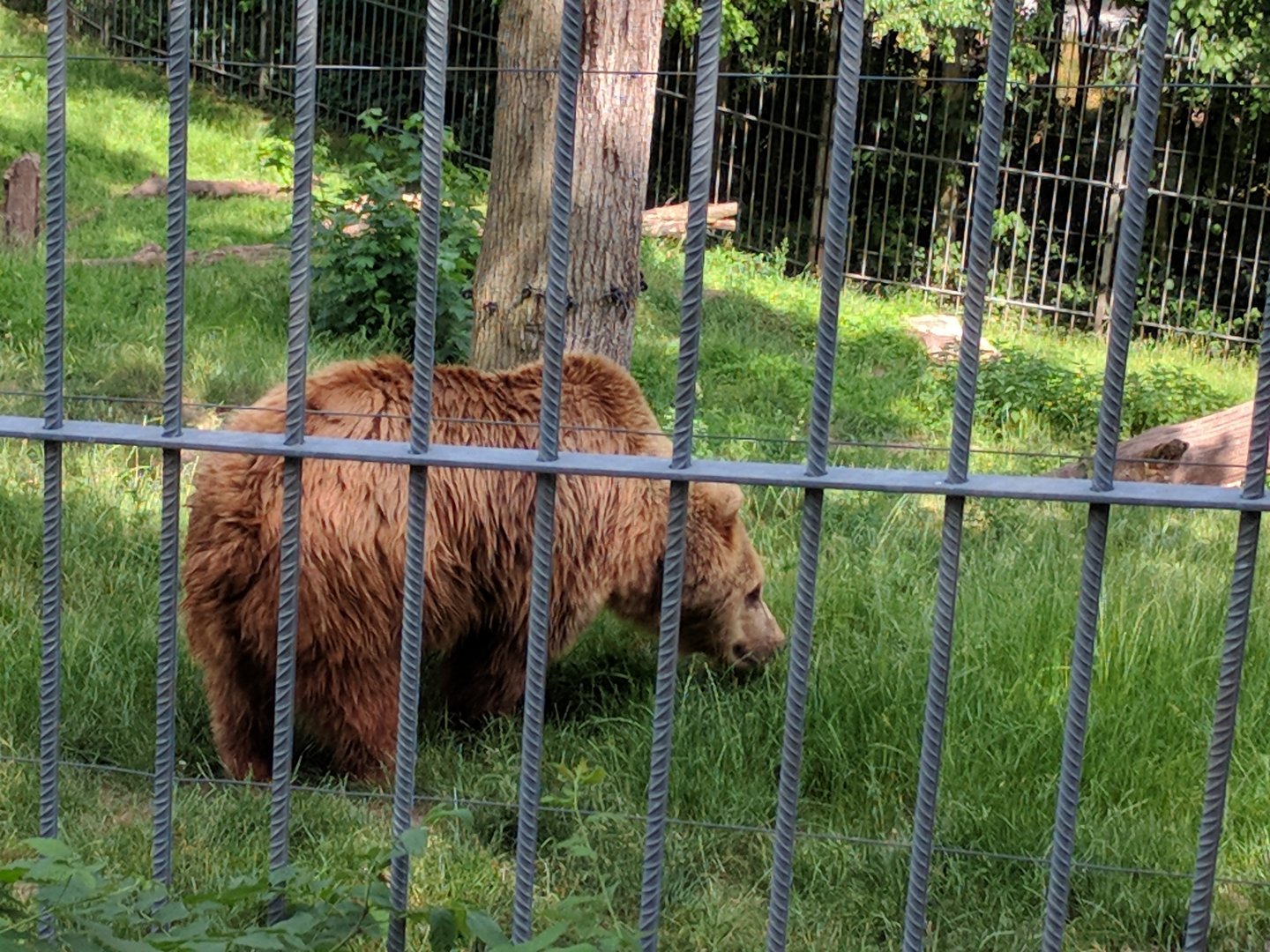 European Brown Bear
