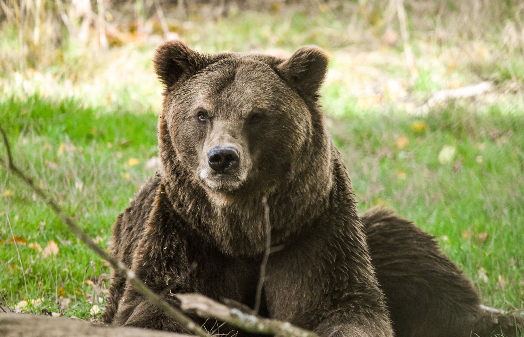 European brown bear