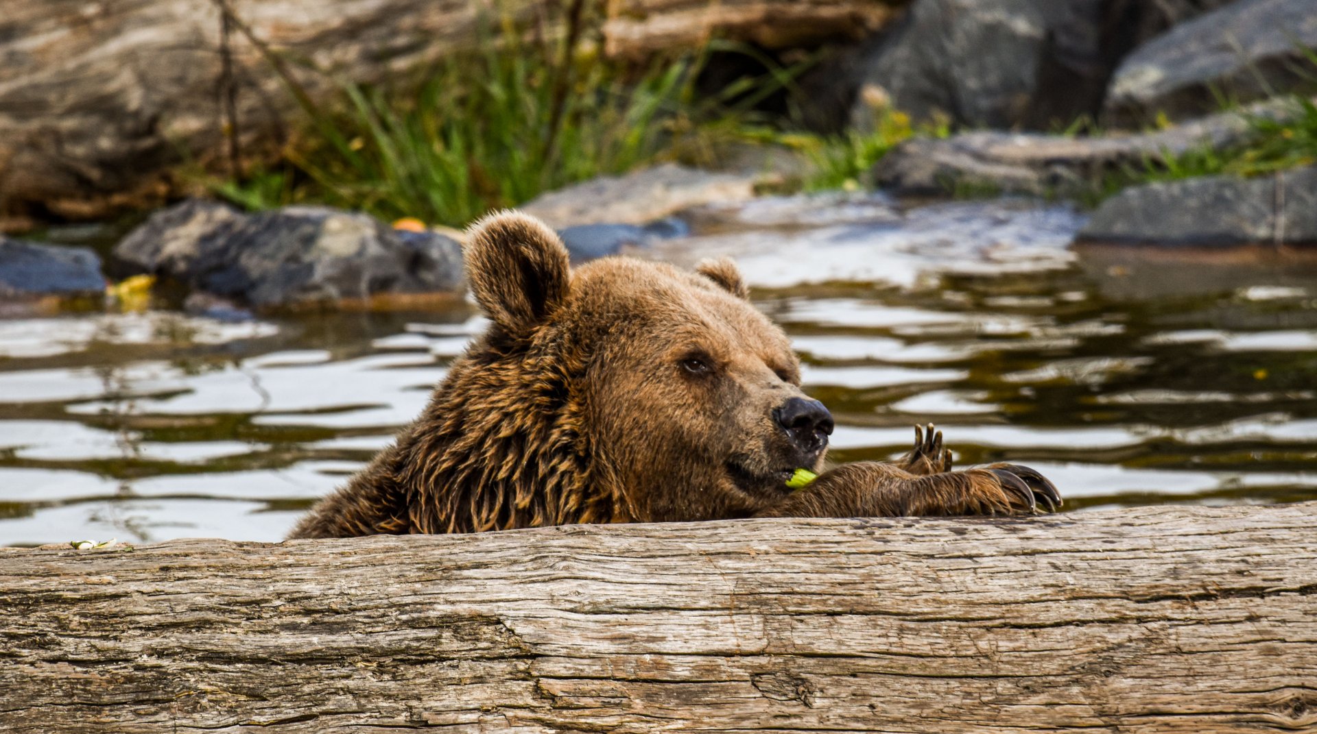 European brown bear