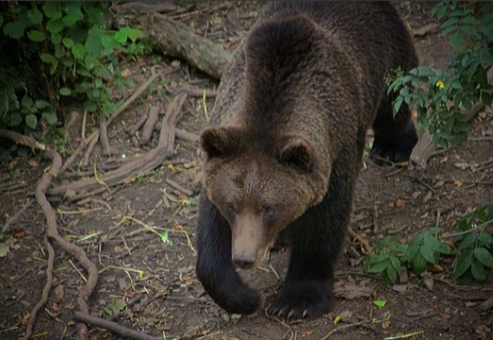 European Brown Bear