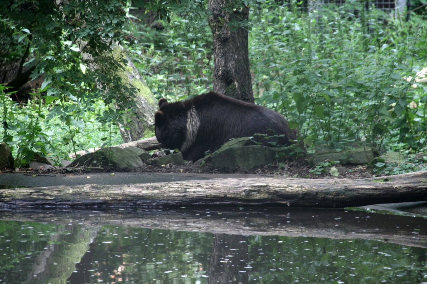 European brown bear