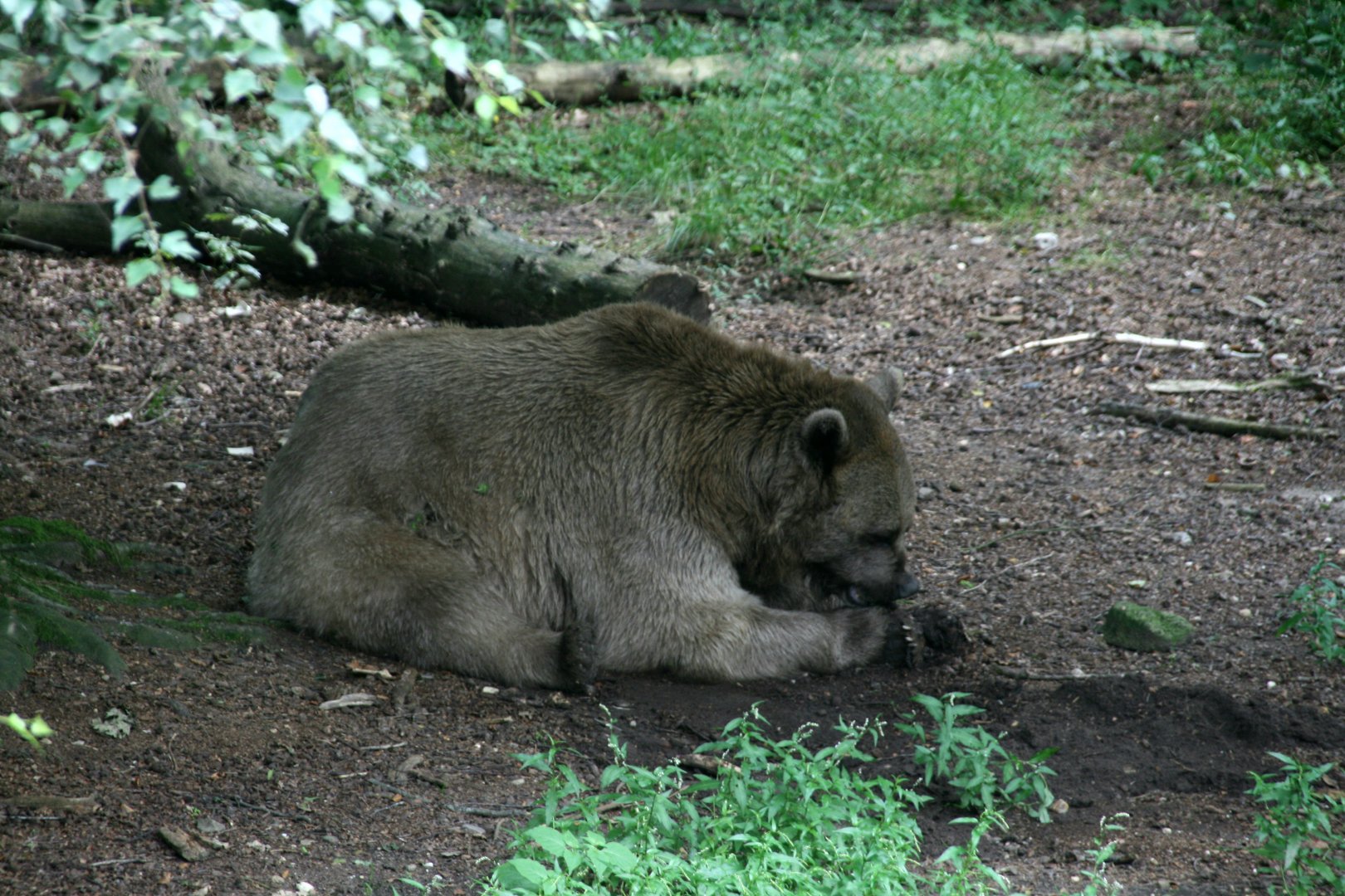 European brown bear