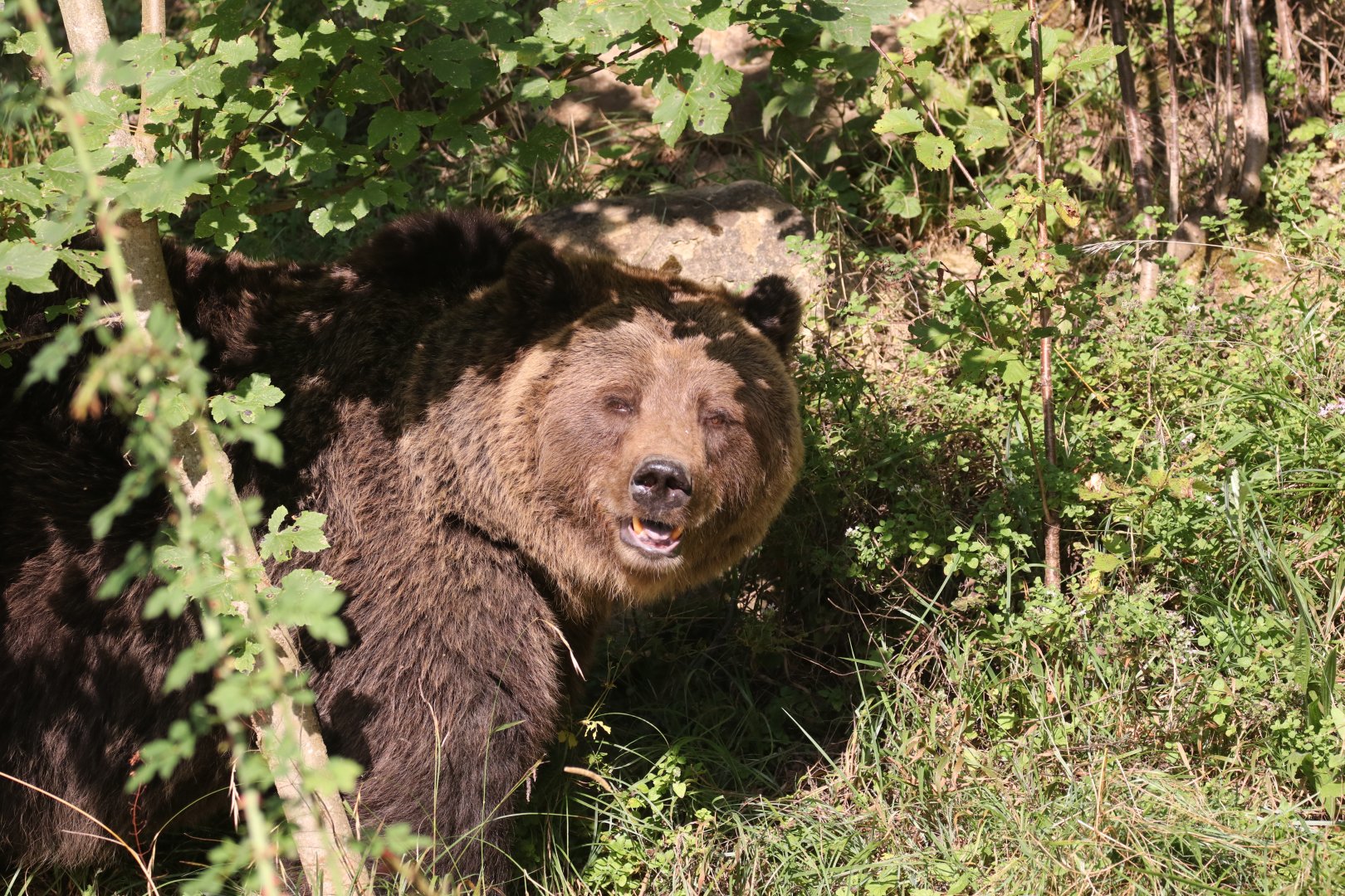European brown bear