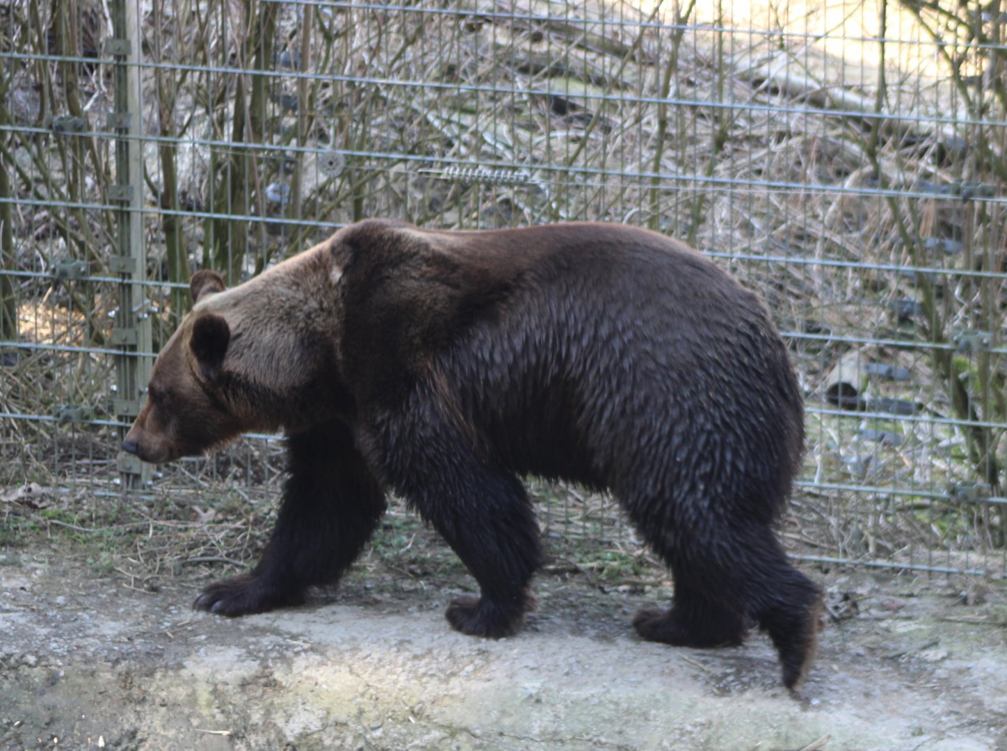European brown bear