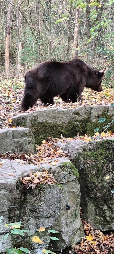European brown Bear