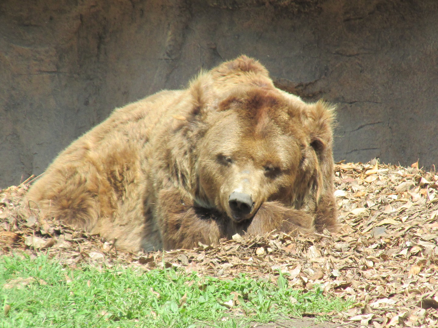 european brown bear