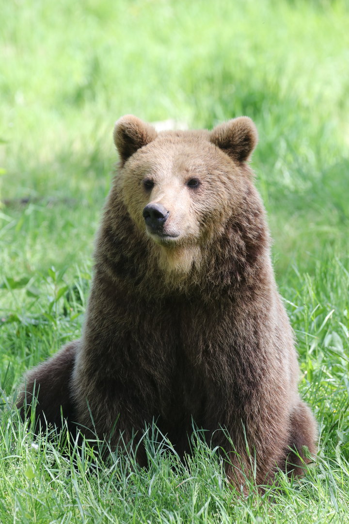 European brown bear