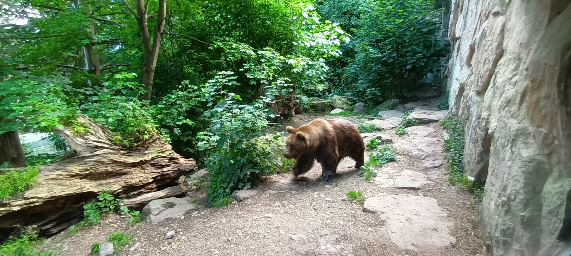European Brown Bear