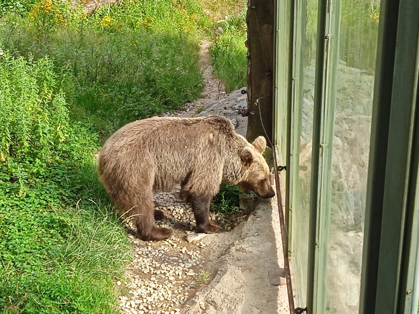 European brown bear