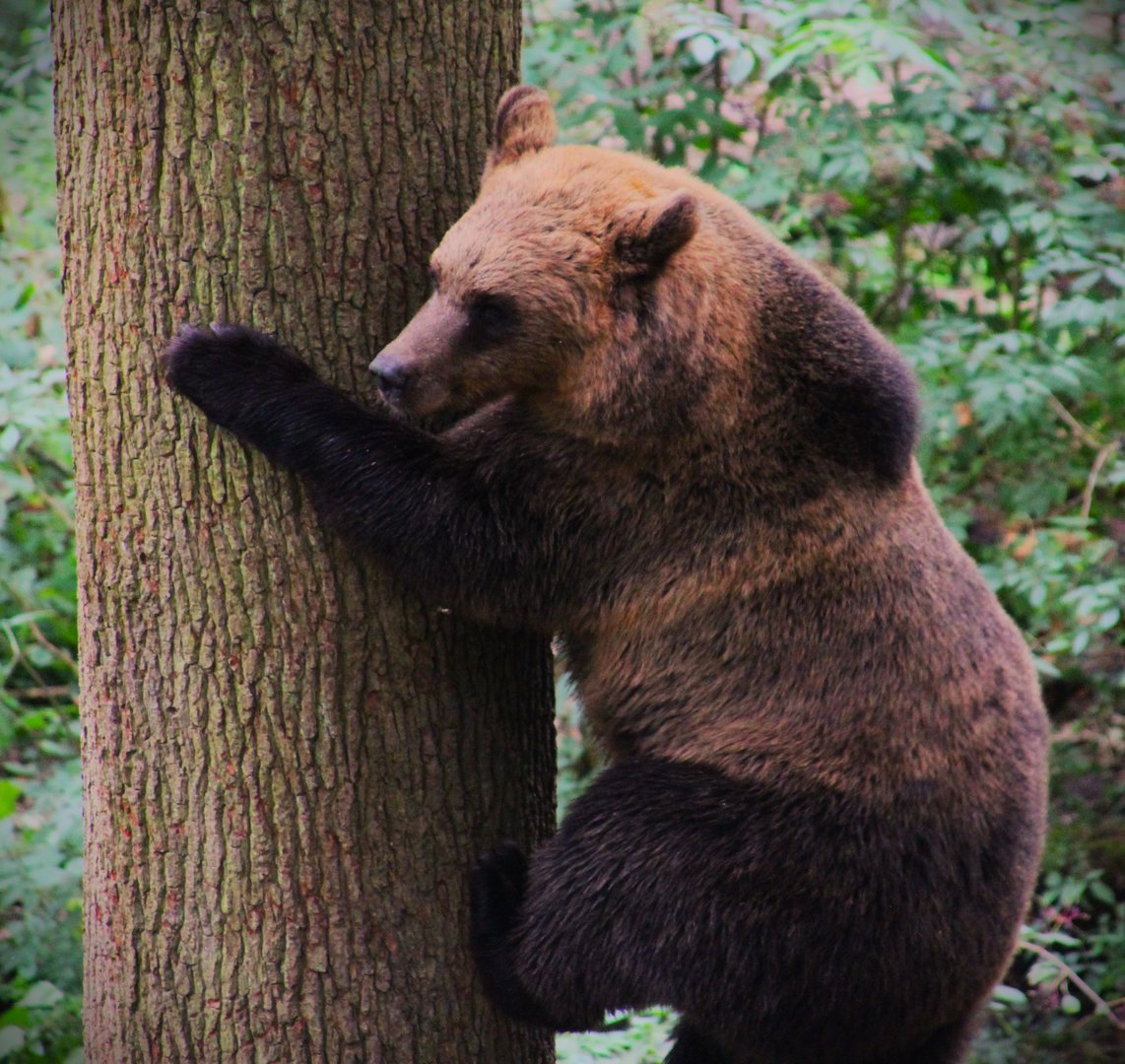 European Brown Bear