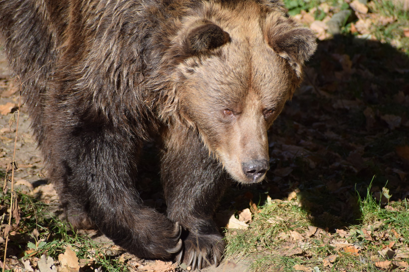 European brown bear