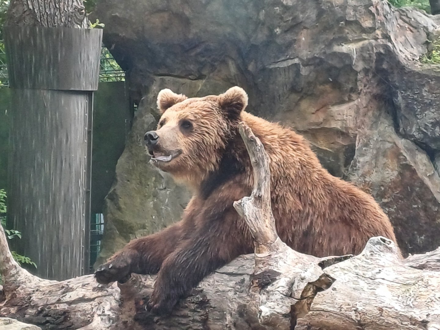 European Brown Bear