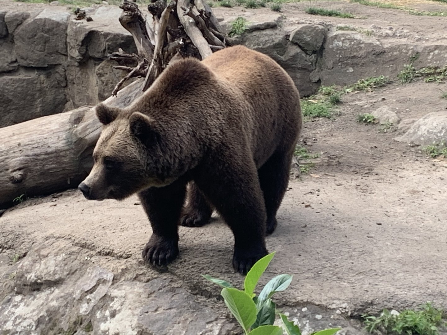 European brown bear