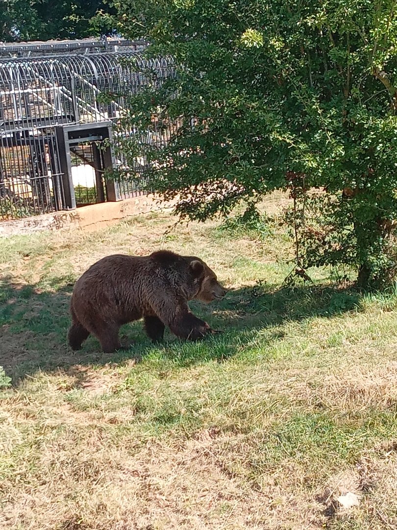 European Brown Bear
