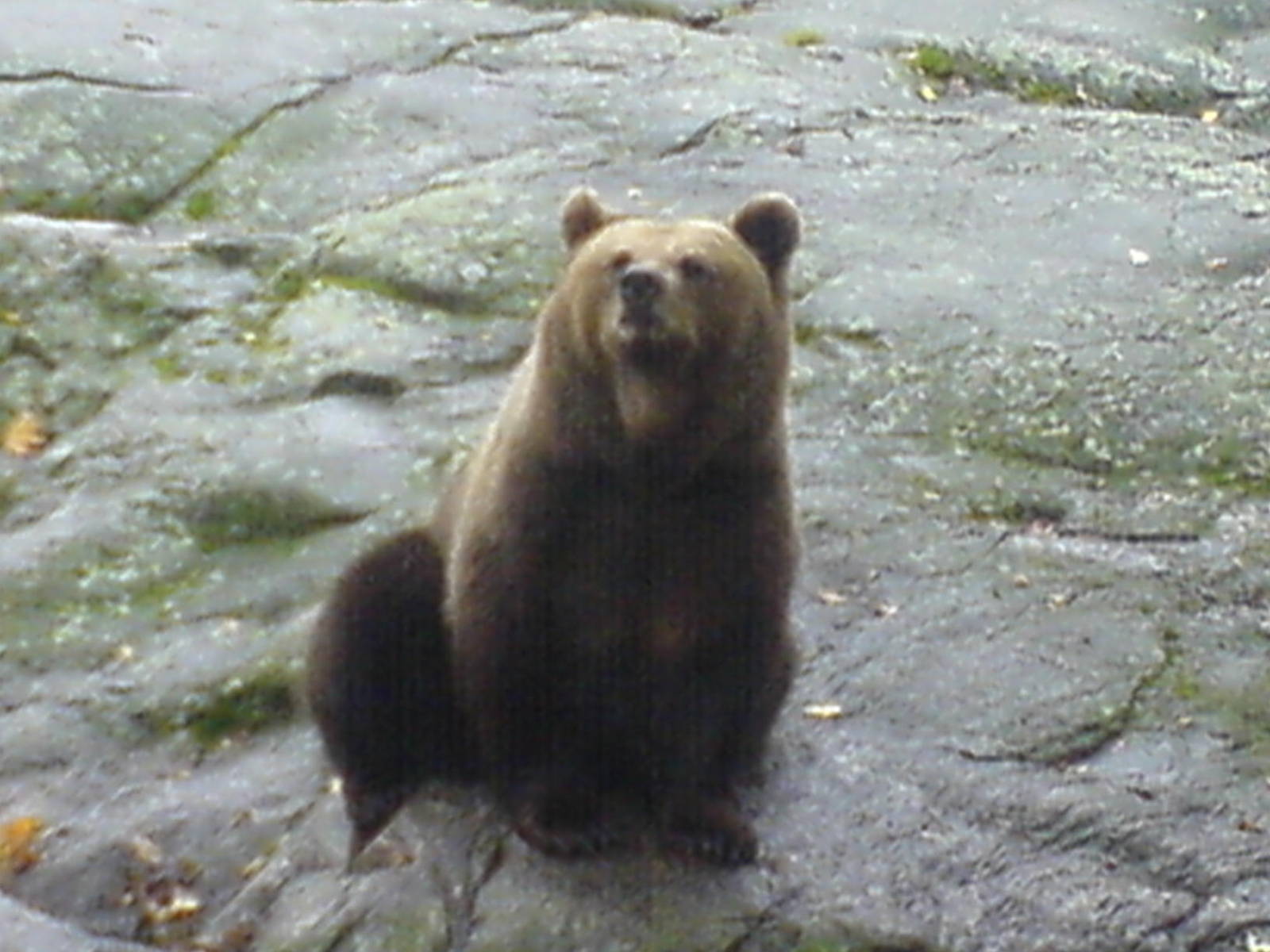 European Brown Bear