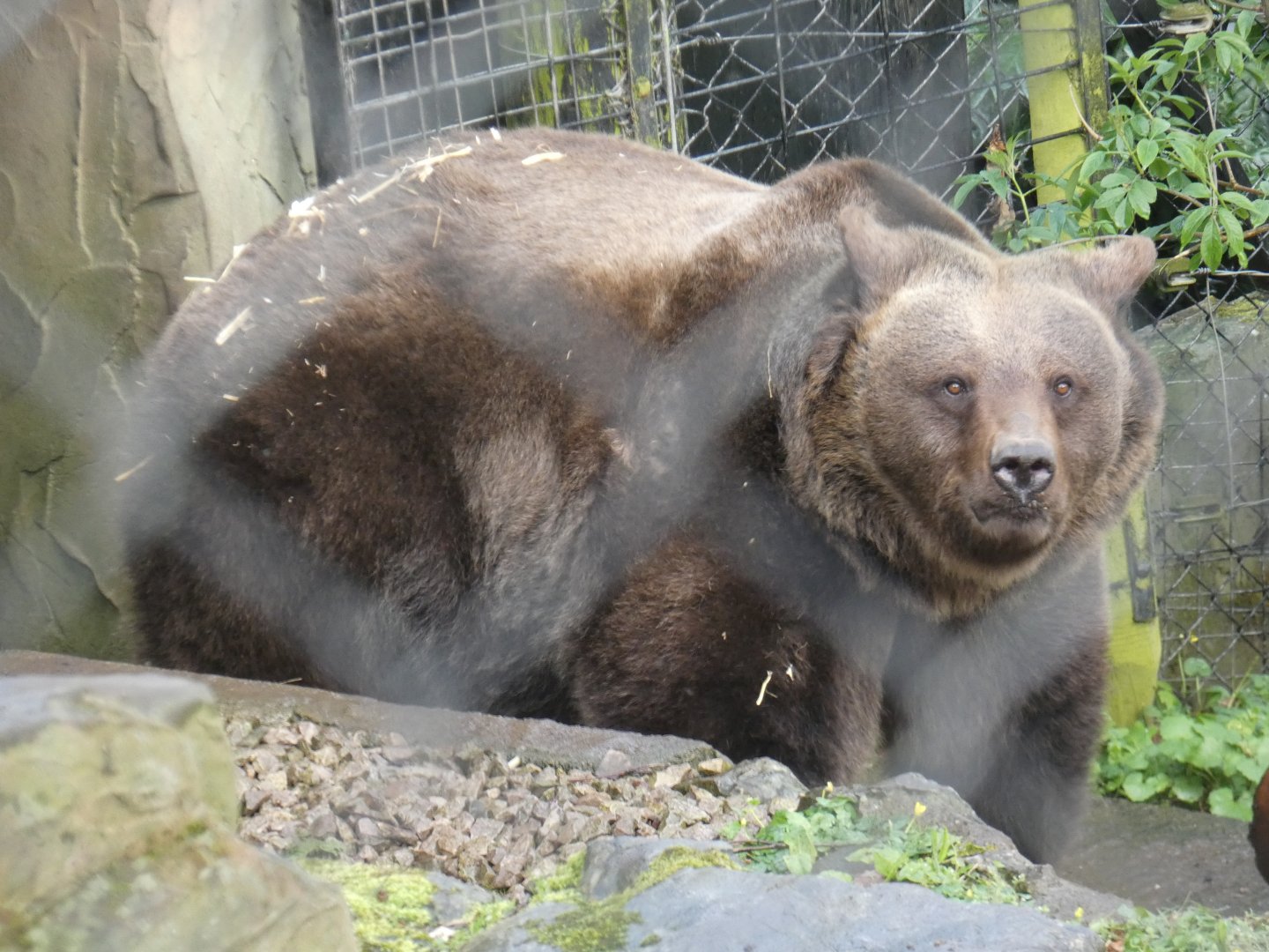 European brown bear