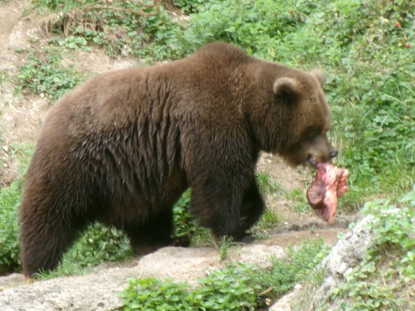 European brown bear