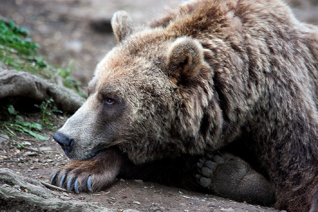 European Brown Bear
