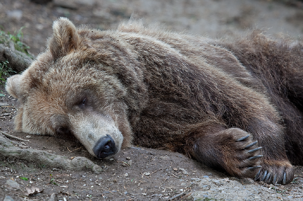 European Brown Bear
