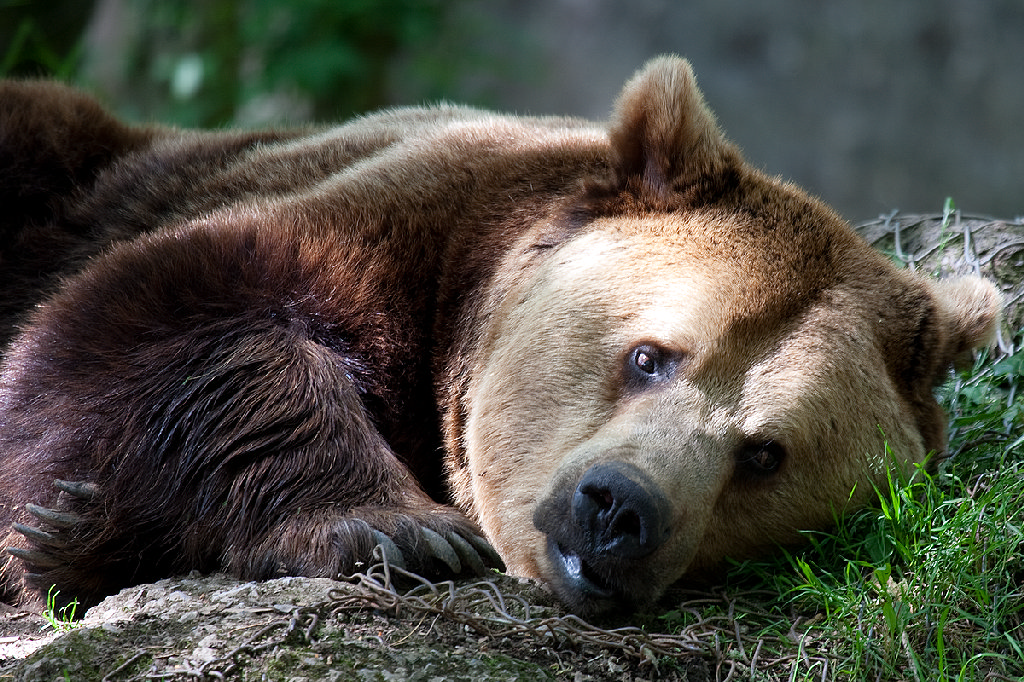 European Brown Bear