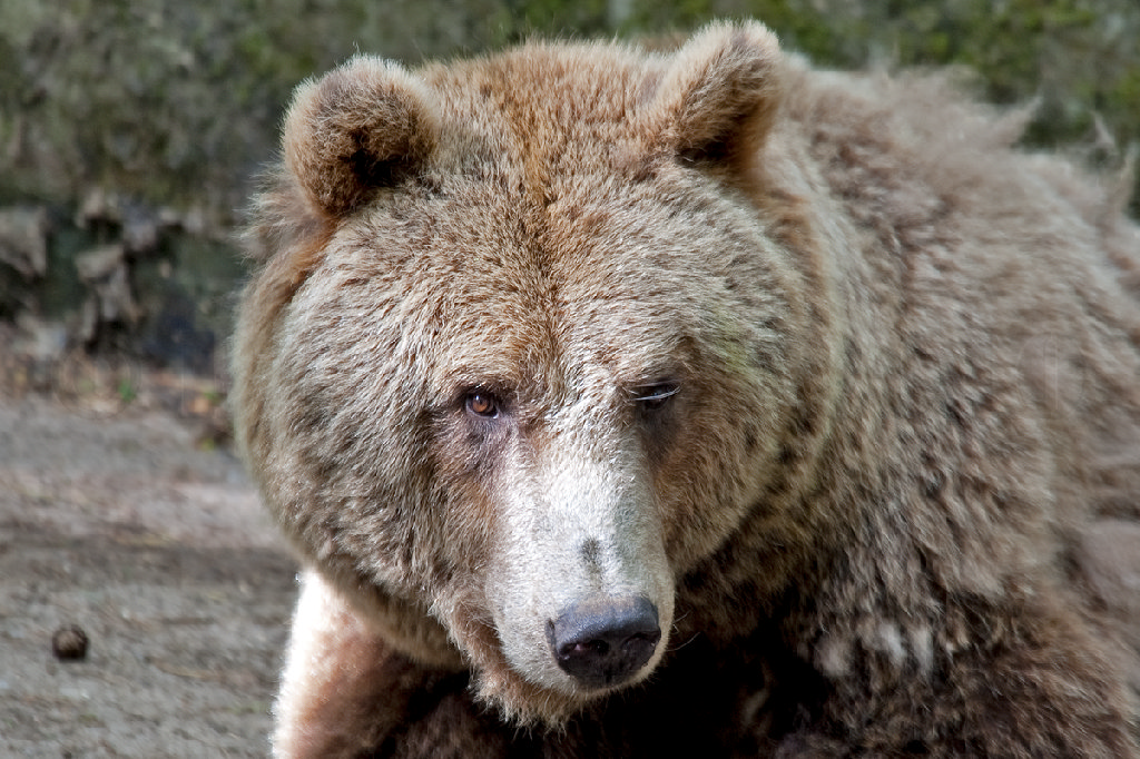 European Brown Bear