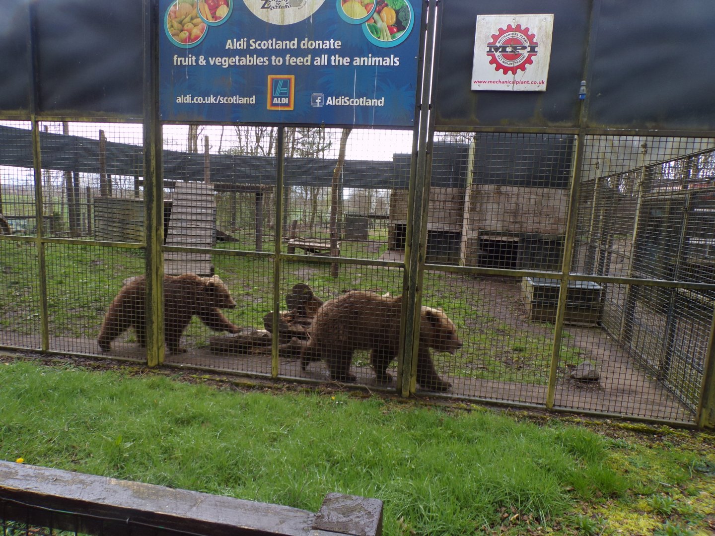 European brown bears 12.4.24