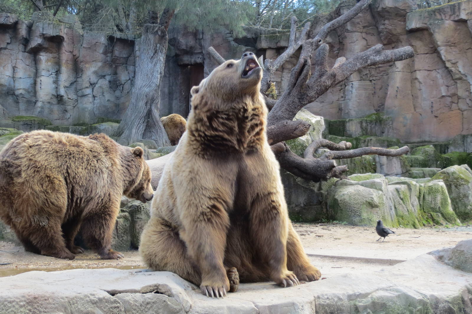 European Brown Bears 150216