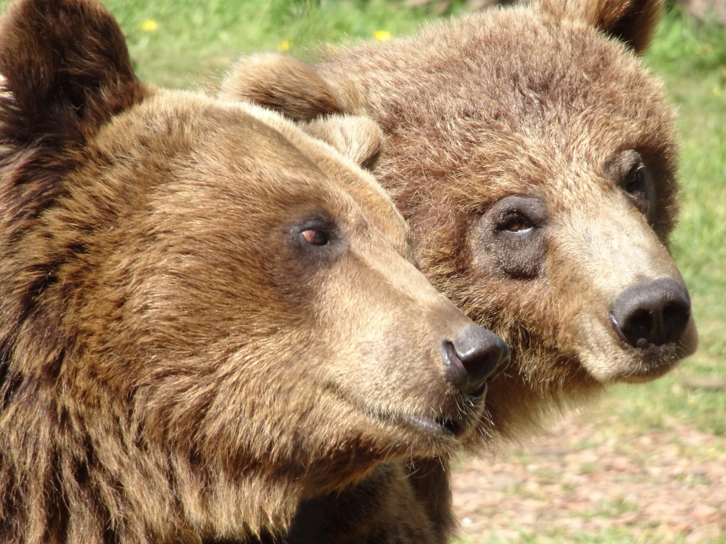 European Brown Bears    22 May 2025