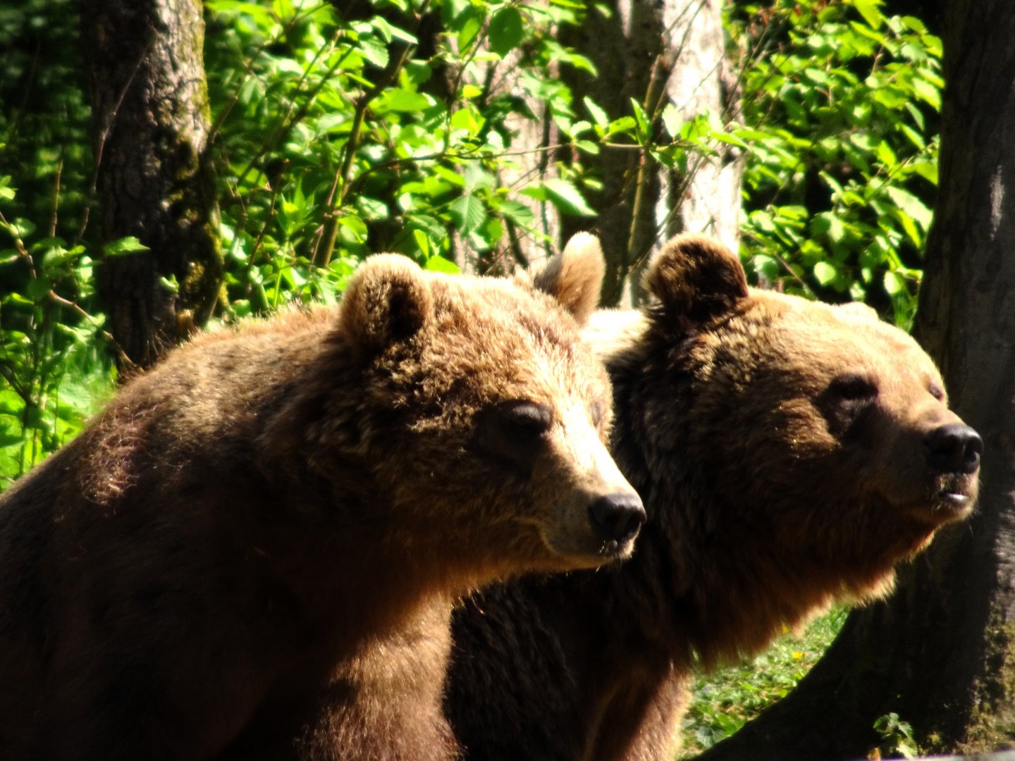 European Brown Bears    22 May 2025