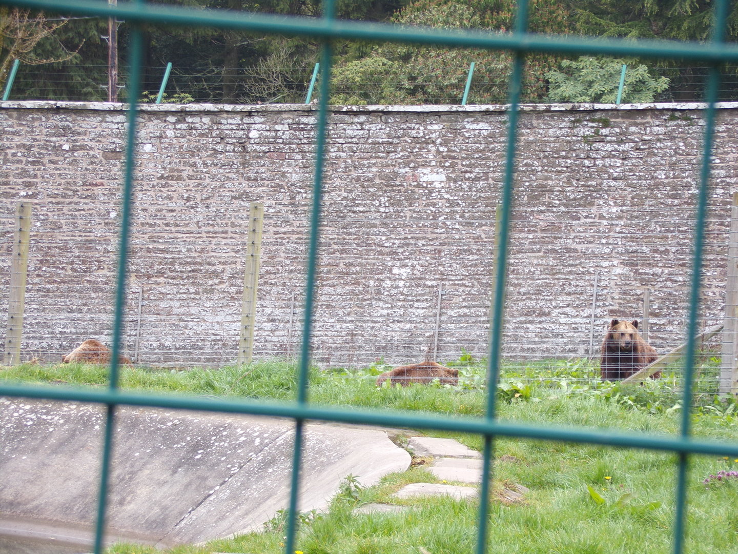 European brown bears 7.5.23